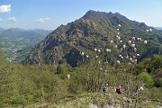 115 Fiori di pero corvino con vista in Sornadello